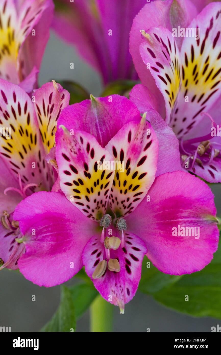 Peruvian lily or lily of the Incas (Alstroemeria) // Lys des incas (Alstroemeria) Stock Photo