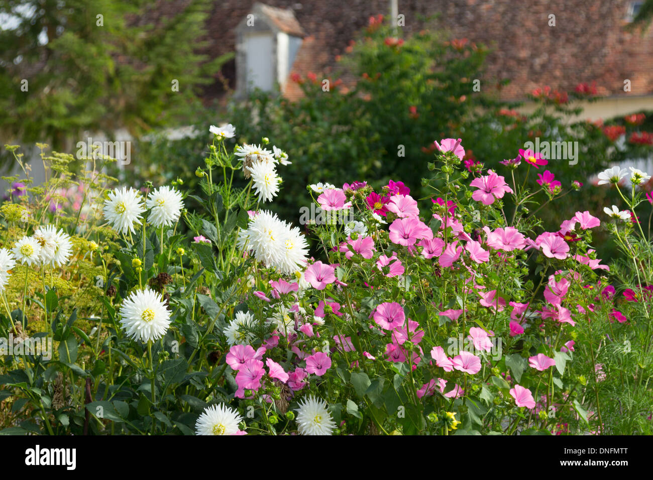 Dahlia, Lavatera Stock Photo