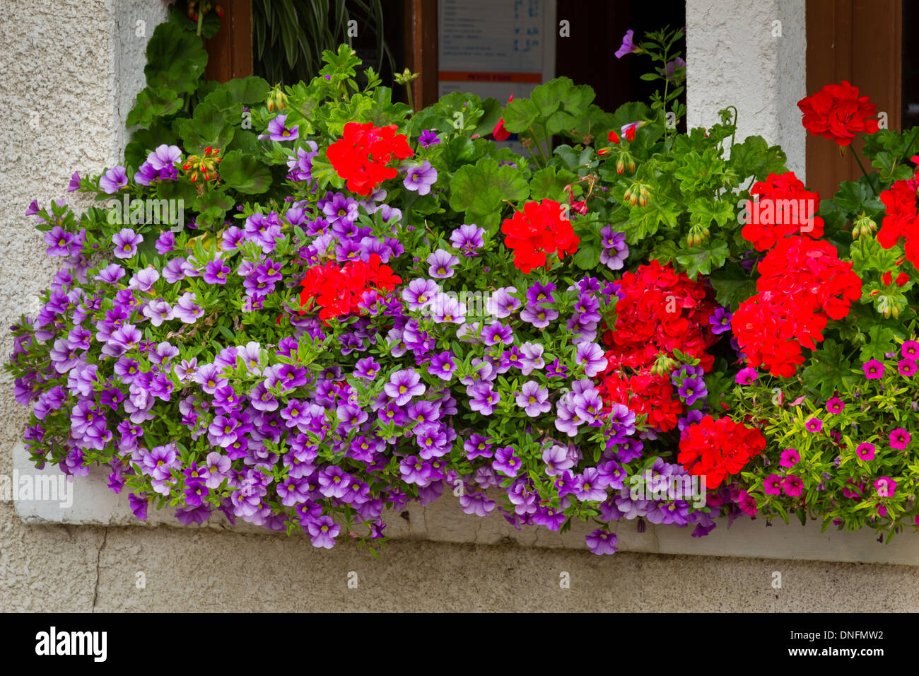 Geraniums (Pelargonium) and petunias in window box // jardinière avec surfinias (Petunia surfinia) et pélargonium Stock Photo