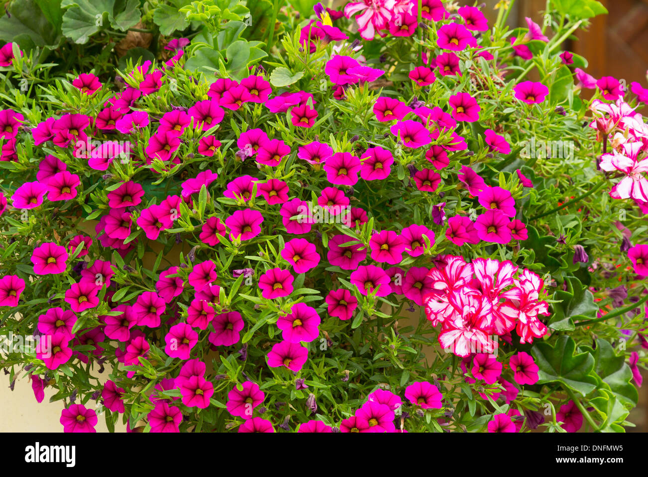 Geraniums 'Rouletta' (Pelargonium 'Rouletta') and petunias ‘Million Bells Bouquet Brilliant Pink’ in window box Stock Photo