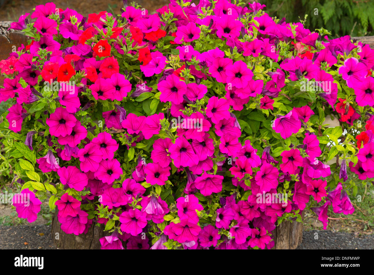 Petunia Stock Photo