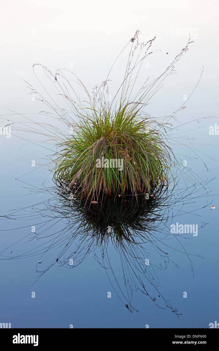 Tussock of purple moor grass (Molinia caerulea) mirrored in water of moorland pond Stock Photo