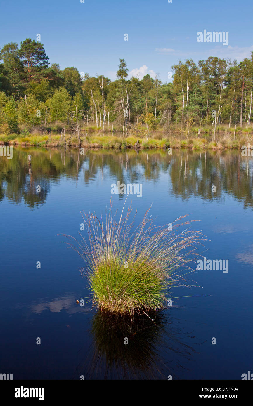 Tussock of purple moor grass (Molinia caerulea) in pond, Pietzmoor / Pietz Bog, Schneverdingen, Lüneburg Heath / Lunenburg Heath Stock Photo