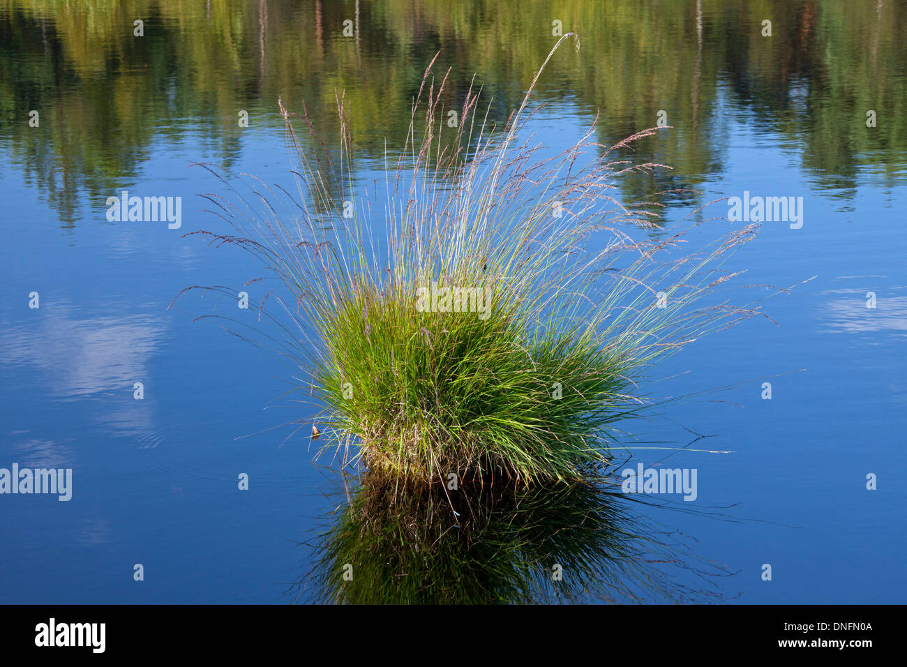 Tussock of purple moor grass (Molinia caerulea) in pond, Pietzmoor / Pietz Bog, Schneverdingen, Lüneburg Heath / Lunenburg Heath Stock Photo