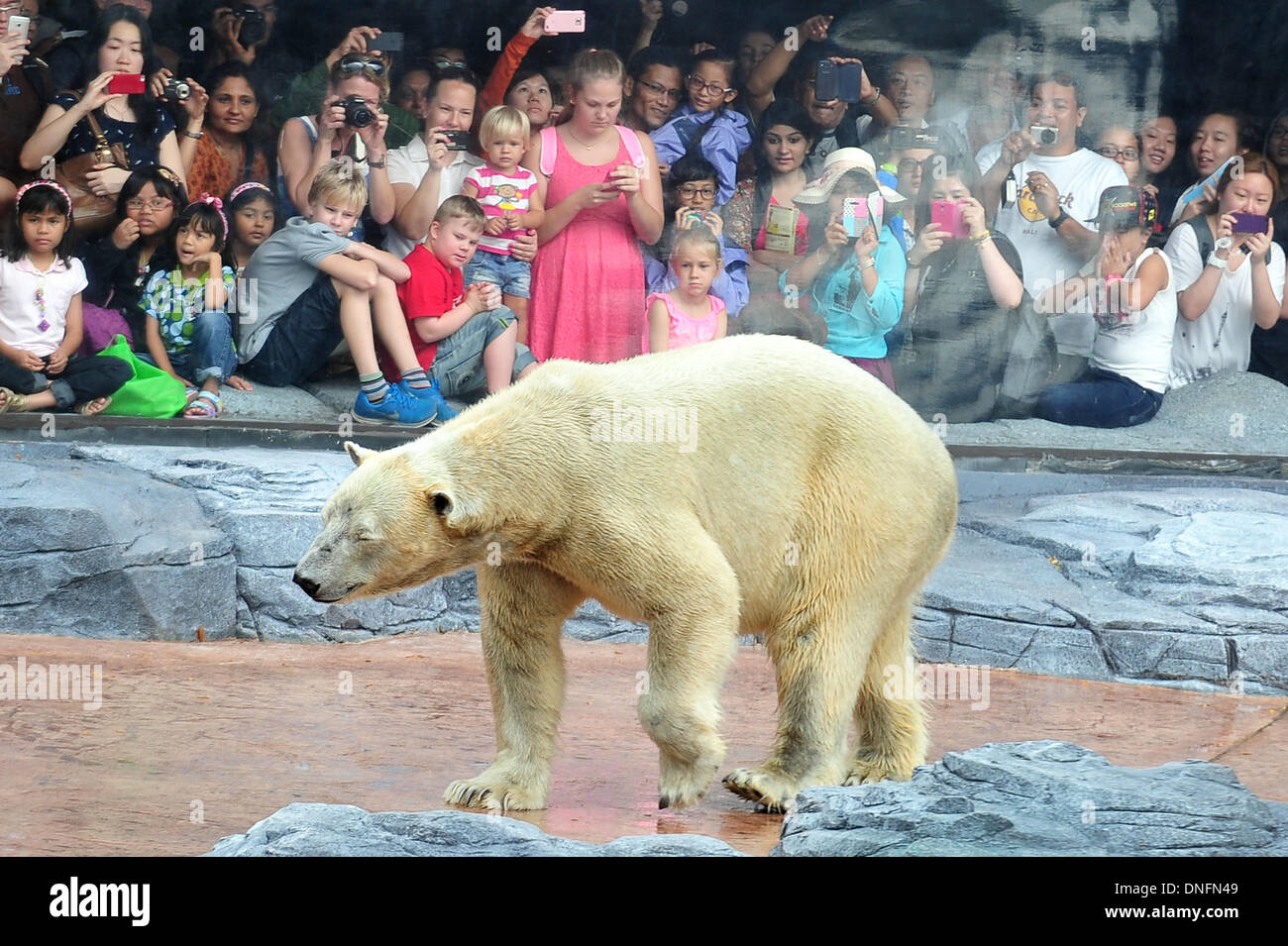 Singapore. 26th Dec, 2013. Visitors watch polar bear Inuka at the Singapore Zoo on Dec. 26, 2013. The Singapore Zoo held a birthday celebration for 23-year-old Inuka, the first polar bear born in the tropics. Credit:  Then Chih Wey/Xinhua/Alamy Live News Stock Photo