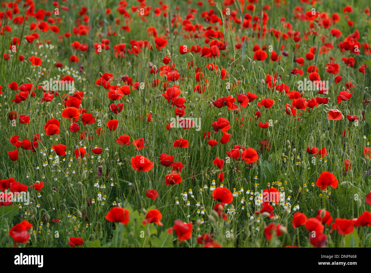 Red Poppies Pattern. Stock Photo