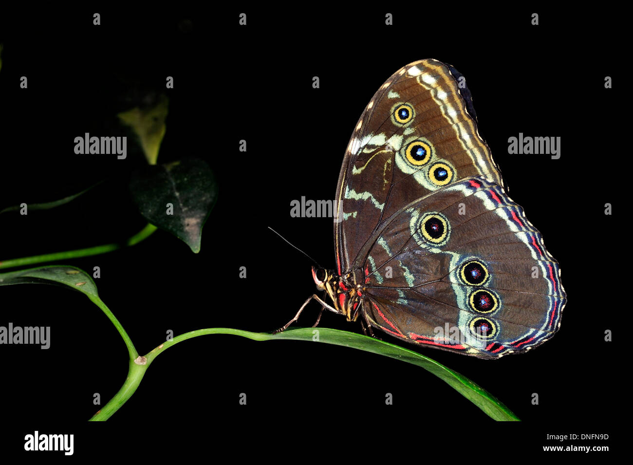 Blue Morpho butterflies (Morpho peleides), Nymphalidae, South and Central America Stock Photo
