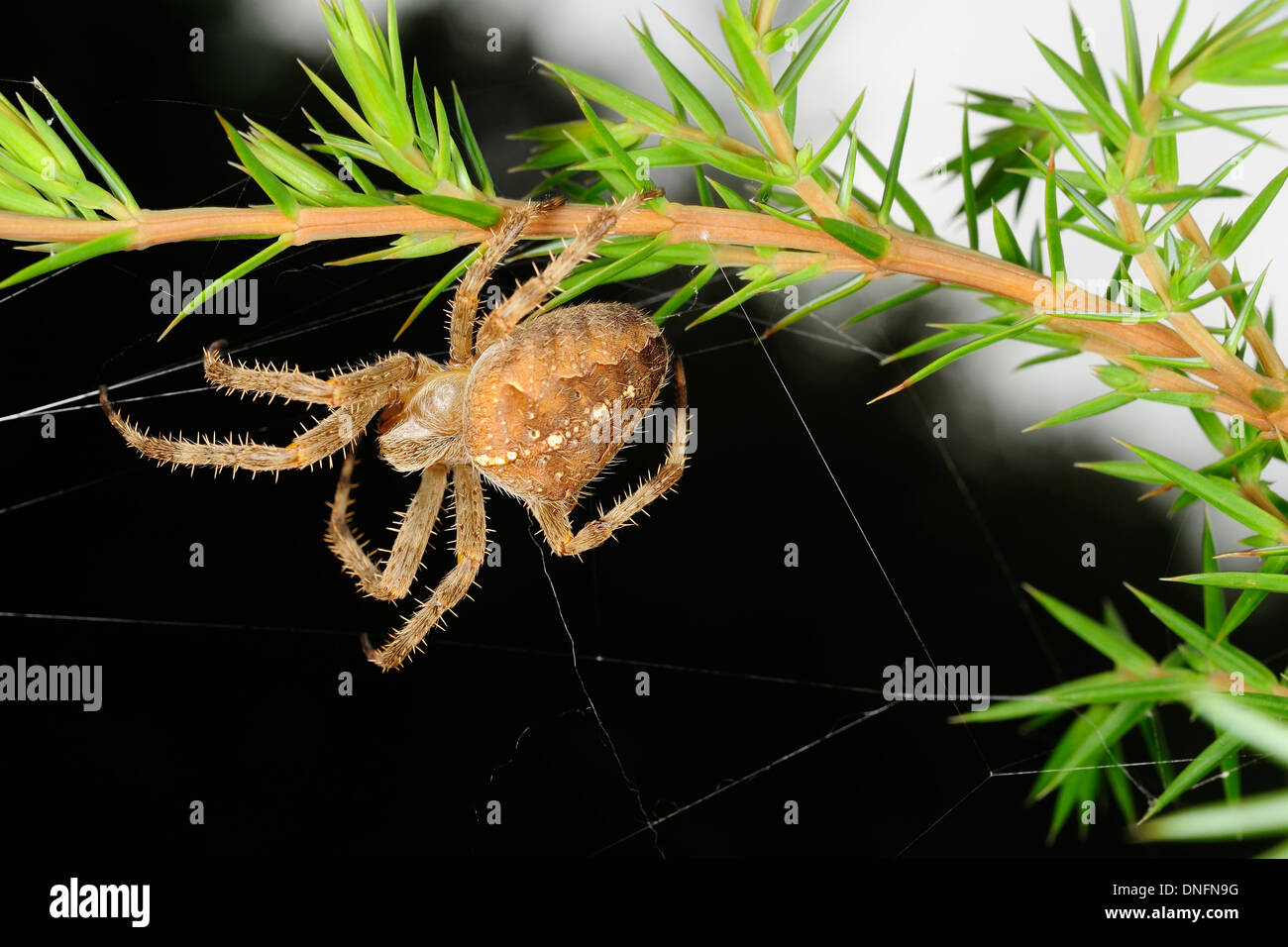 European garden spider Araneus diadematus, Aranaidae, Pescasseroli, Abruzzo, Italy Stock Photo