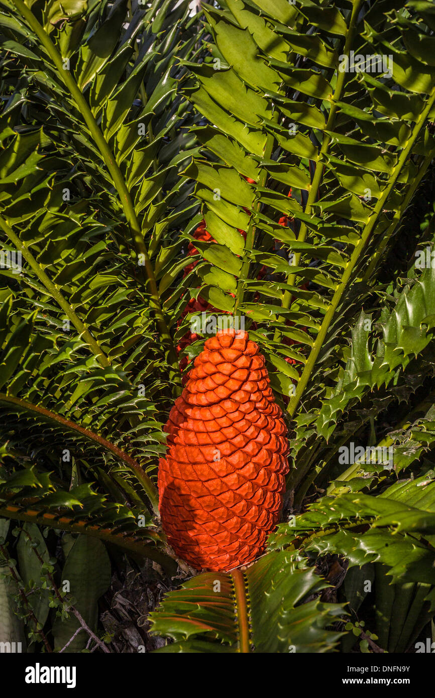 A bright orange female seed cone is nestled in the heart of a rare and beautiful tropical Cycad