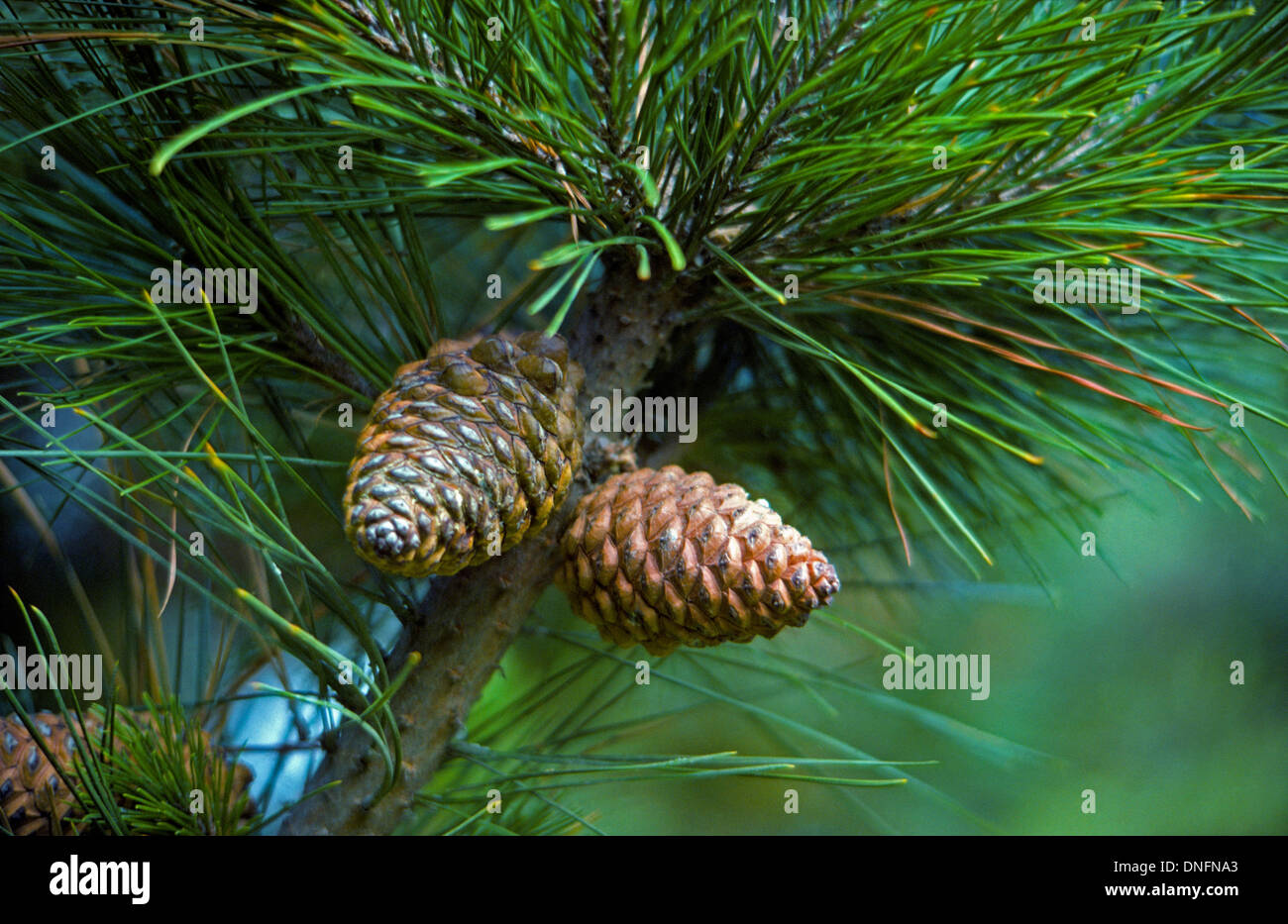 The seed-bearing cones of the rare bishop pine tree were photographed along the Pacific Ocean coast in San Diego County in Southern California, USA. Stock Photo