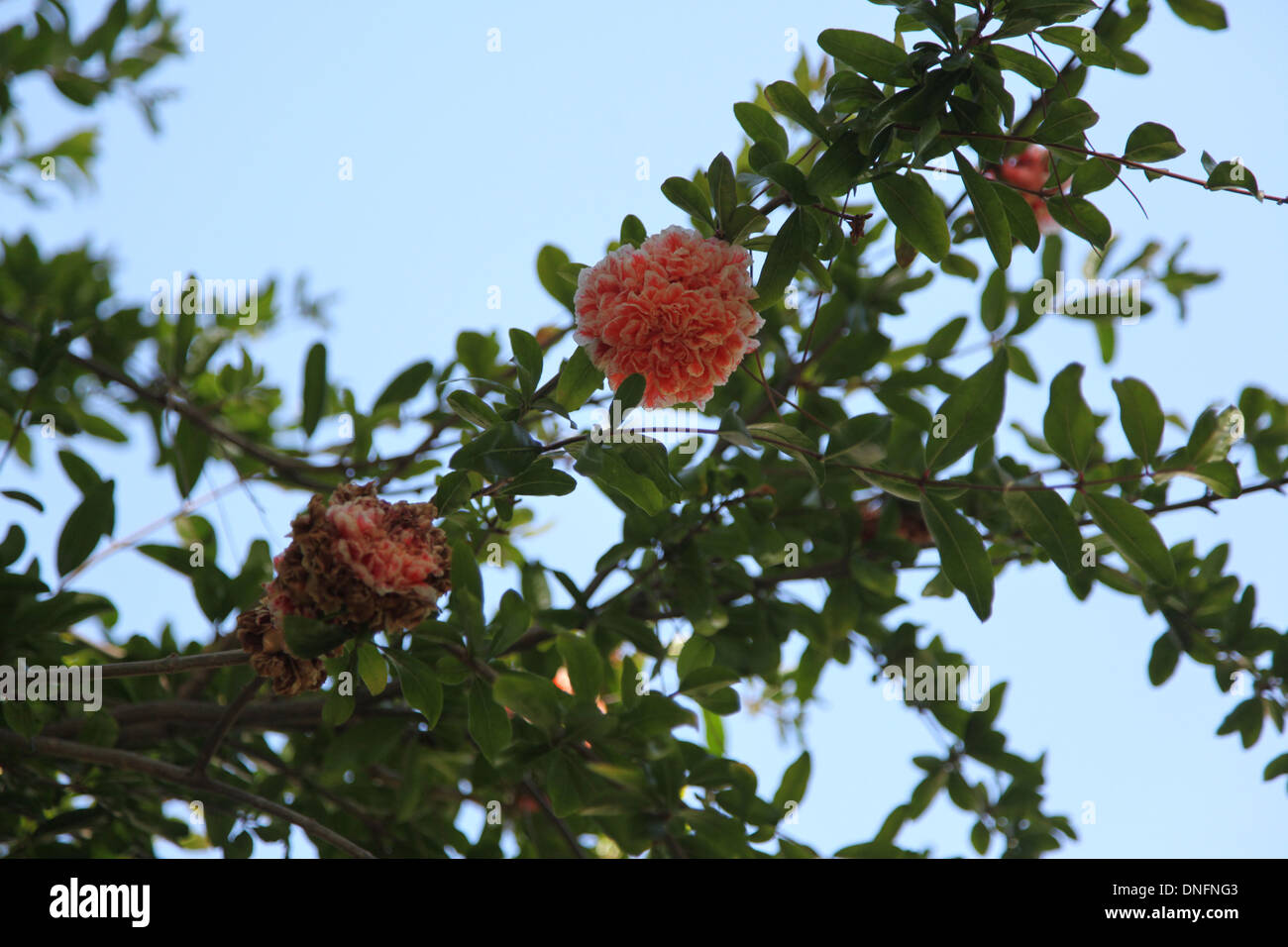 Pink branches and leaves hi-res stock photography and images - Alamy