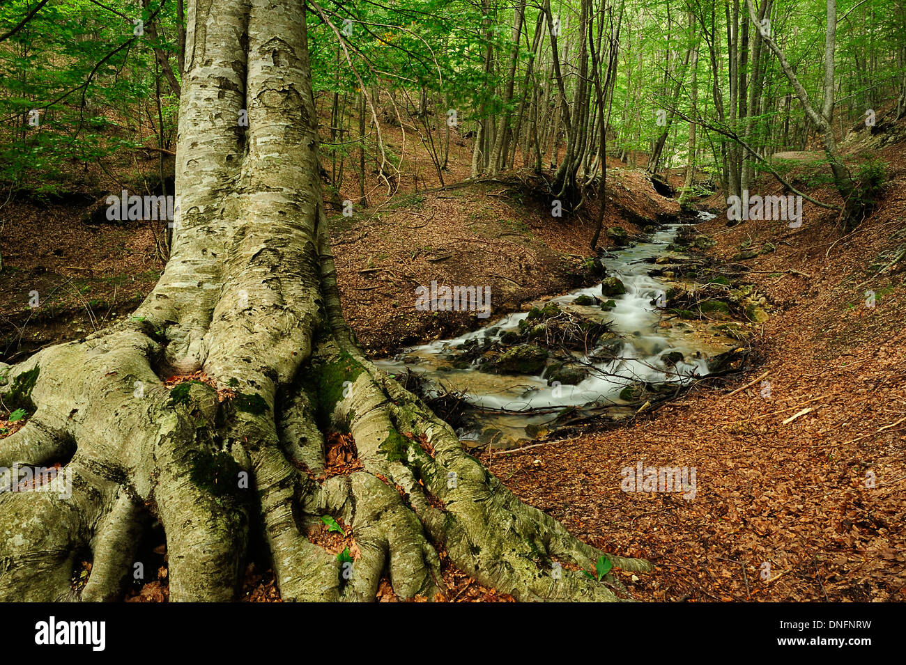 Fiumata, Aniene Rivers streams, Filettino, Frosinone, Lazio, Italy Stock Photo