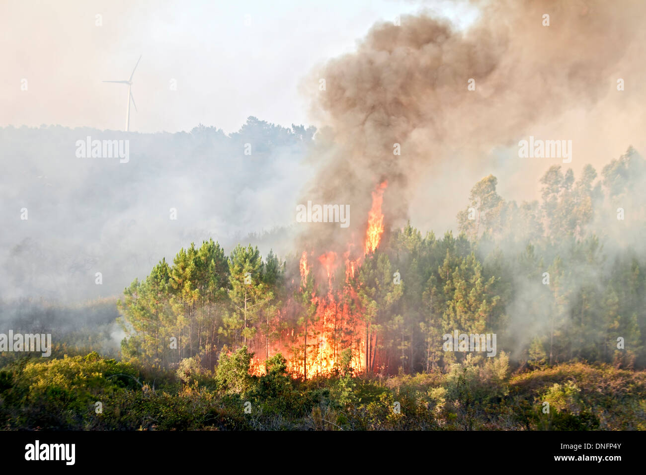 Big forest fire in the countryside from Portugal Stock Photo