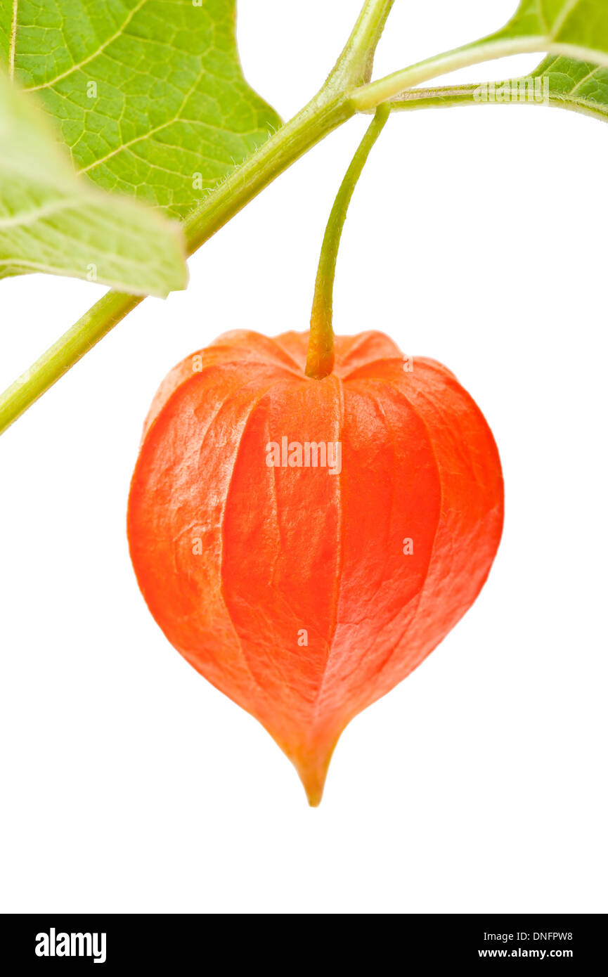 Red Alkekengi with leaf isolated Stock Photo - Alamy