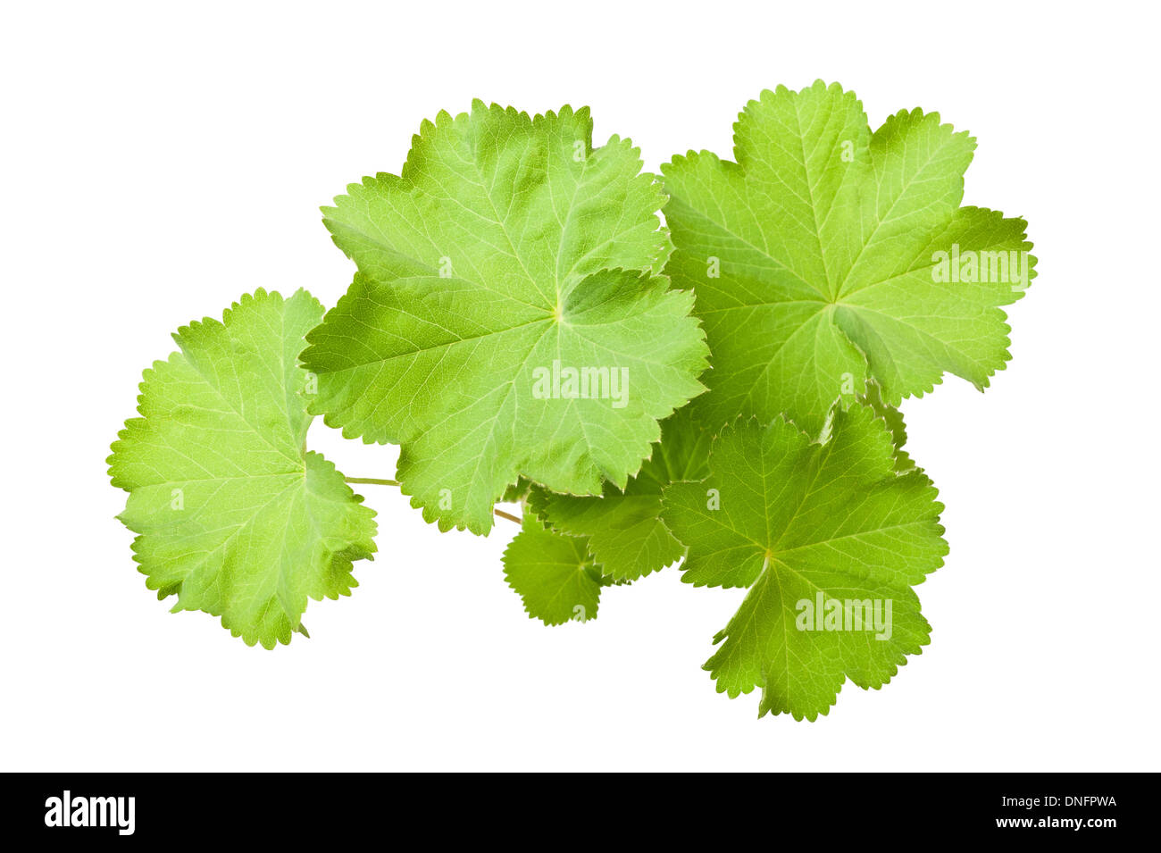 Lady's Mantle leaves isolated on white Stock Photo