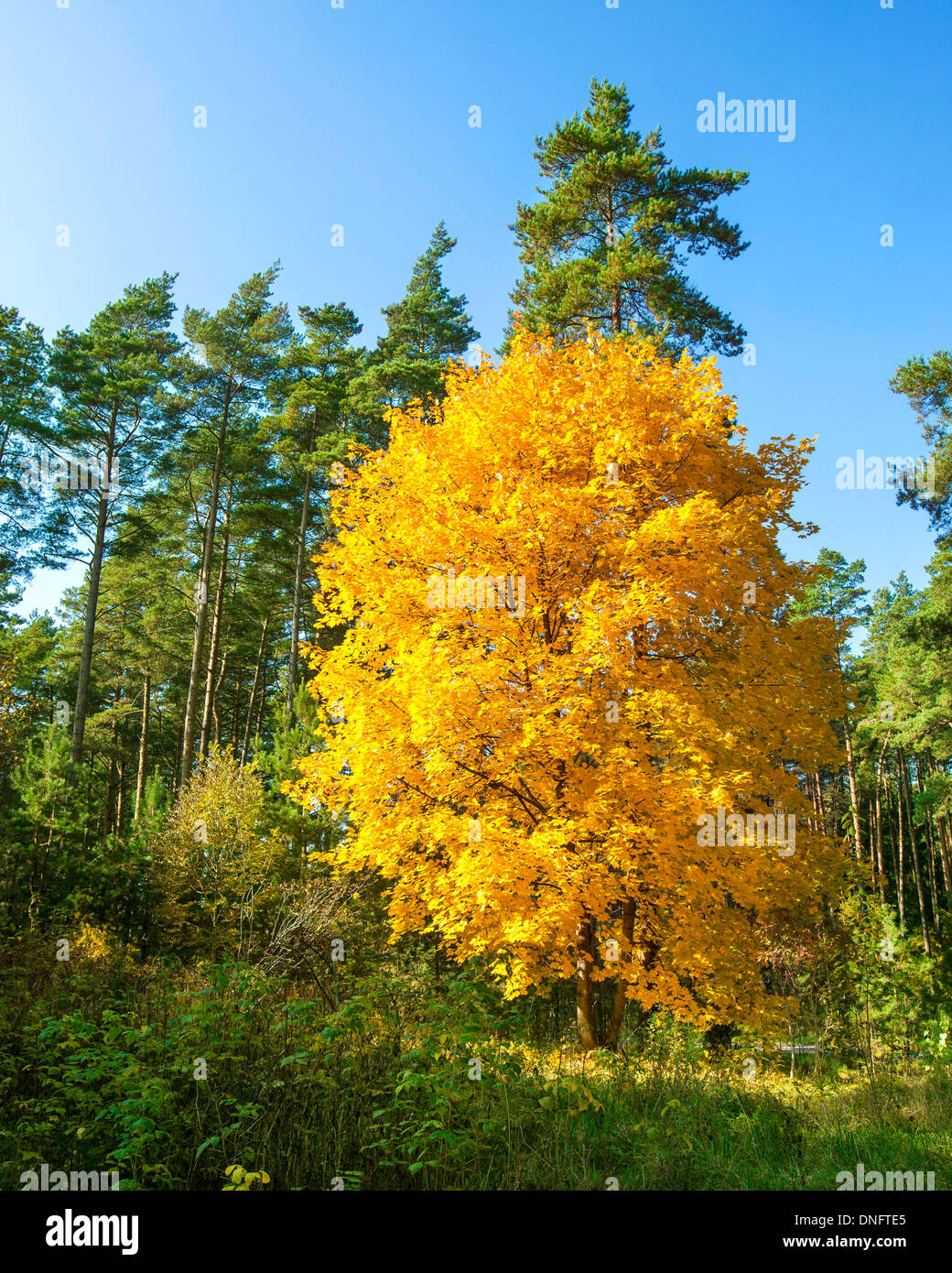 Single yellow tree, autumn background Stock Photo