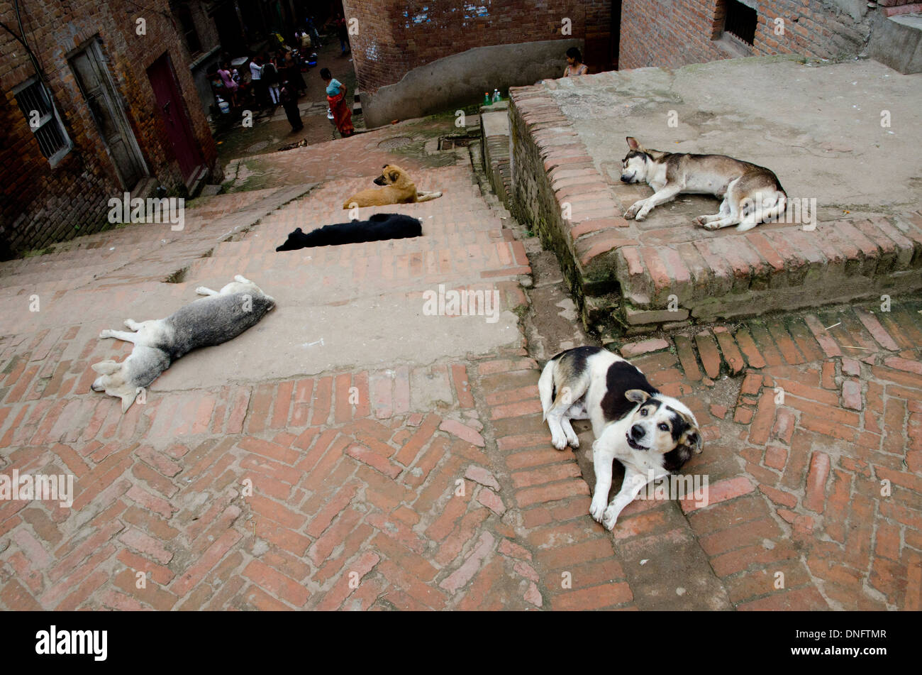 Stray dogs in Bhaktapur Durbar Square, Kathmandu, Nepal Stock Photo Alamy