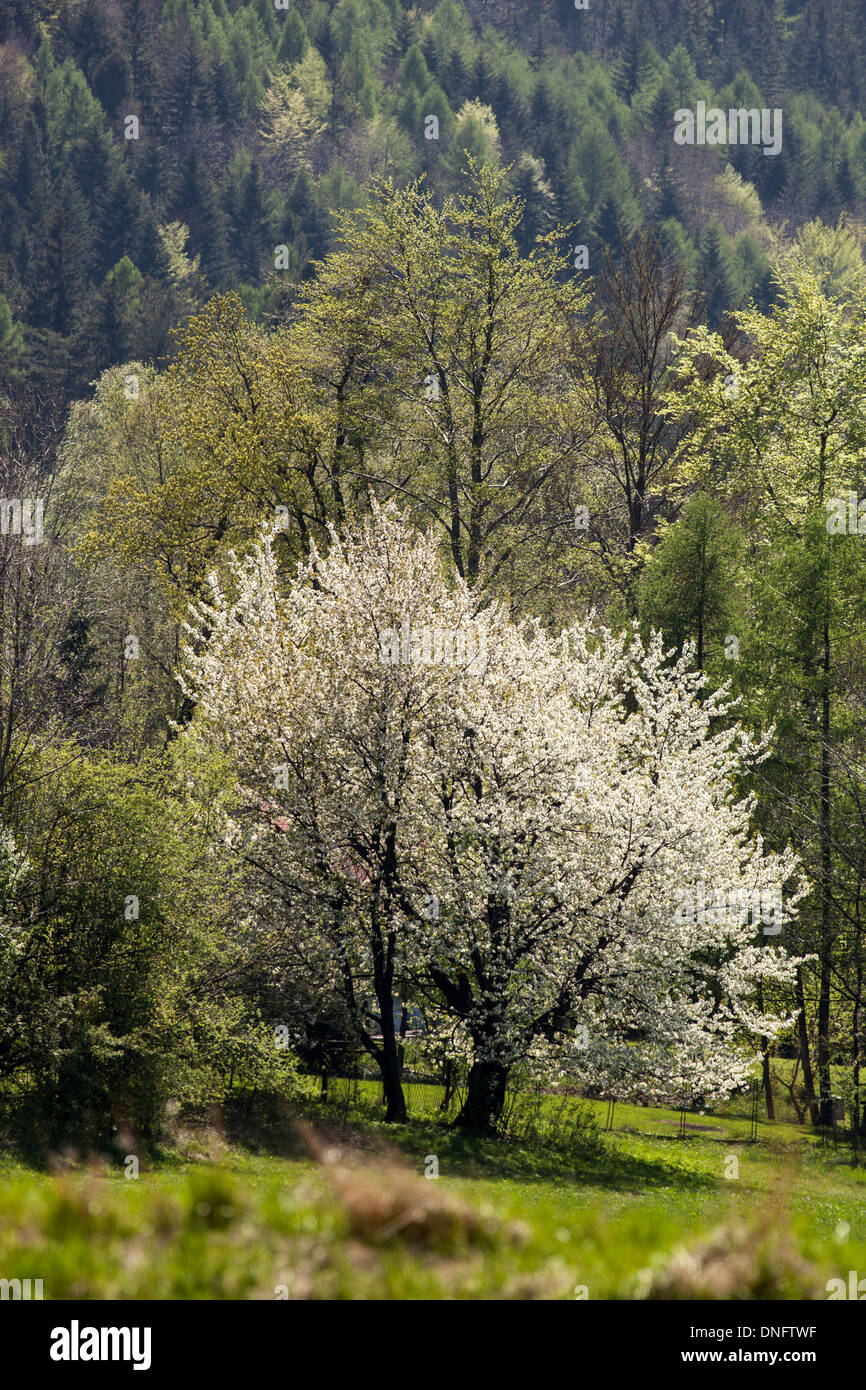 Single flowering tree Stock Photo - Alamy