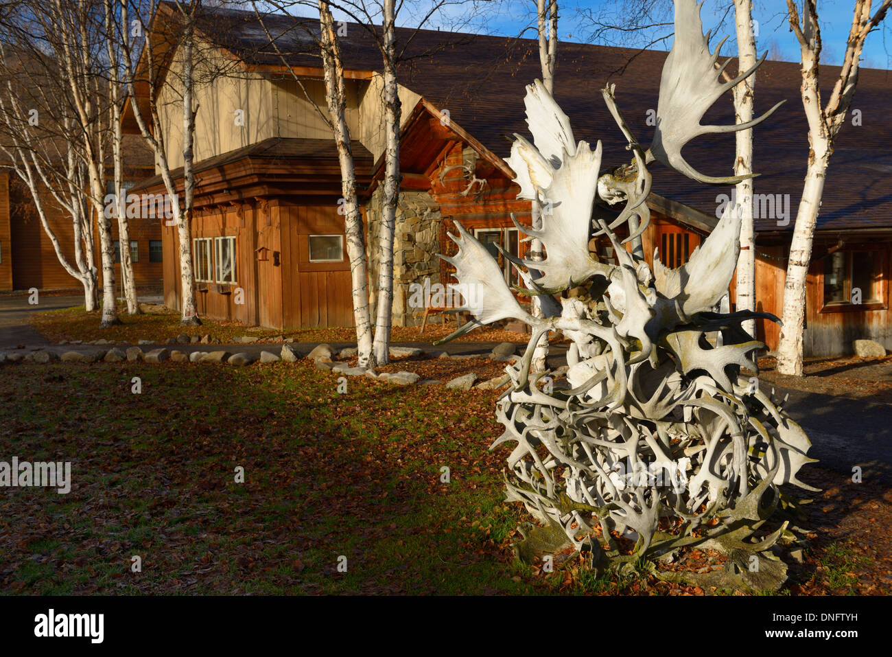 Sculpture of caribou and moose antlers at Chena Hot Springs Resort Alaska USA Stock Photo