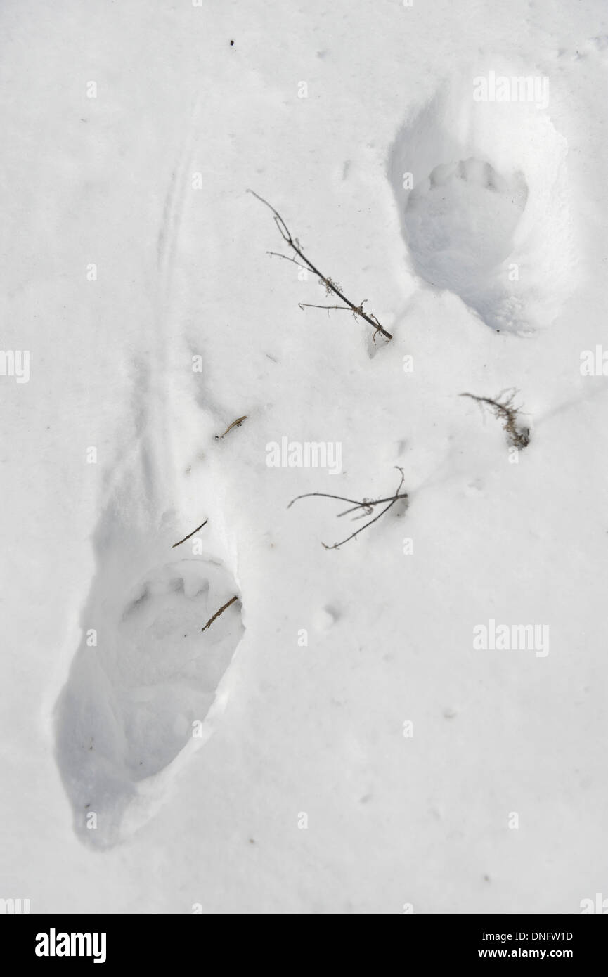 Bear paw prints in snow hires stock photography and images Alamy