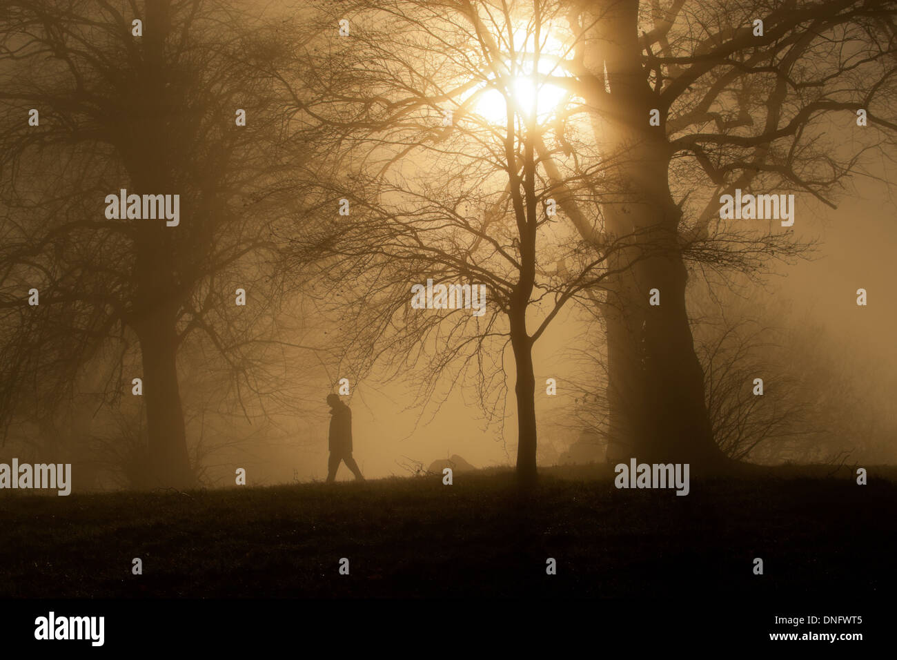 Sunlight through mist and trees, Malvern Worcs UK Stock Photo