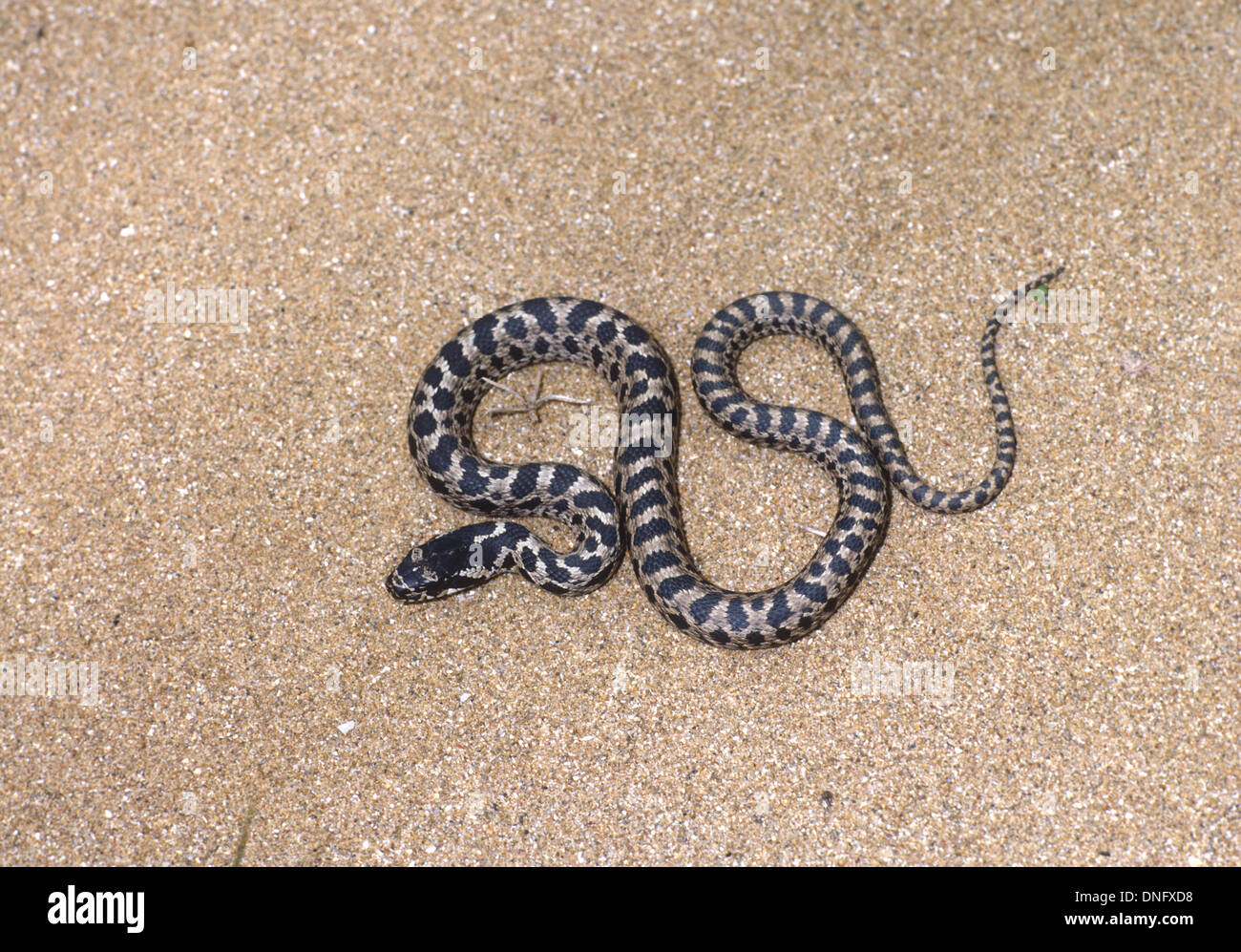 Four-Lined Snake.  Elaphe quatuorlineata single juvenile snake. Greece. Stock Photo