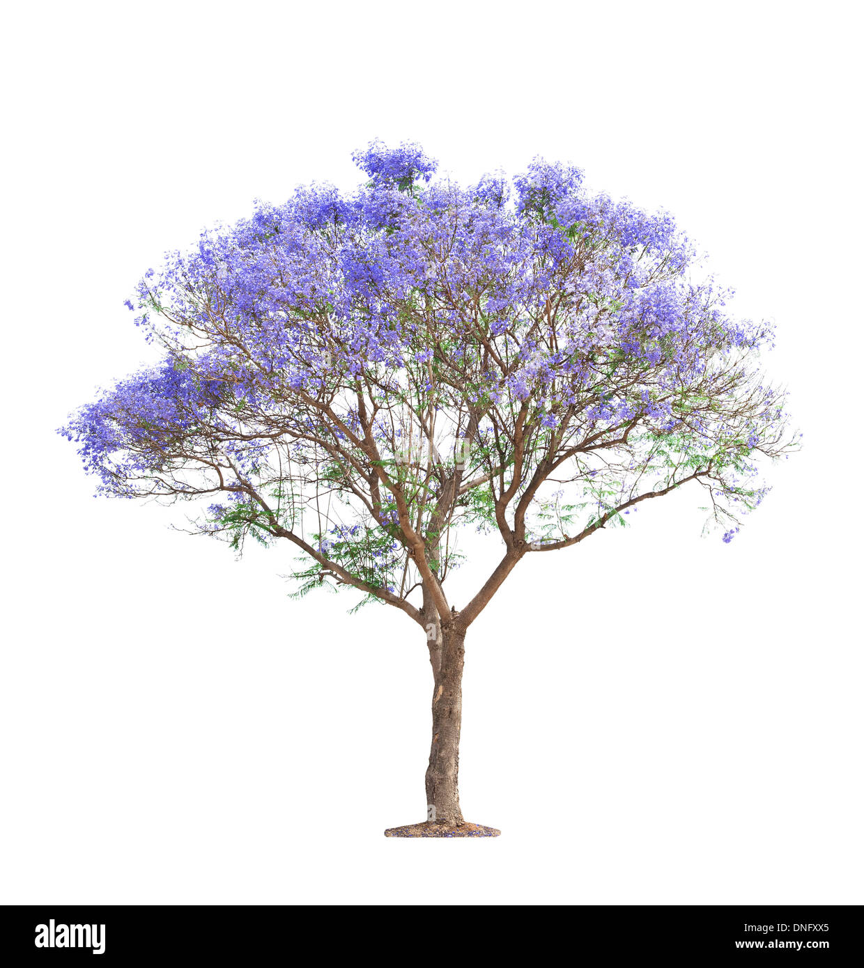 beautiful blooming Jacaranda tree isolated on white background Stock Photo