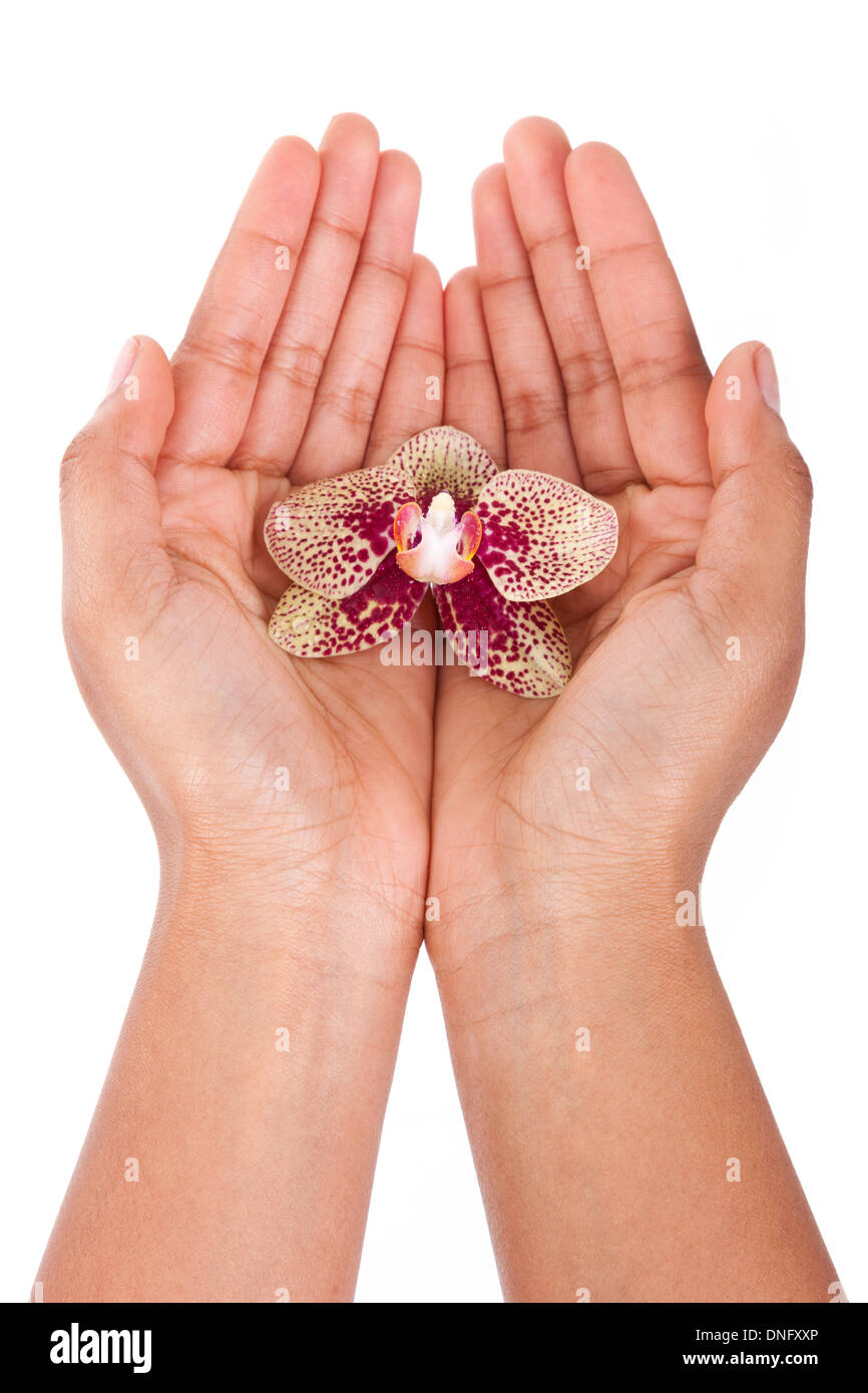 Black African American woman hand holding an orchid flower,isolated on white background Stock Photo