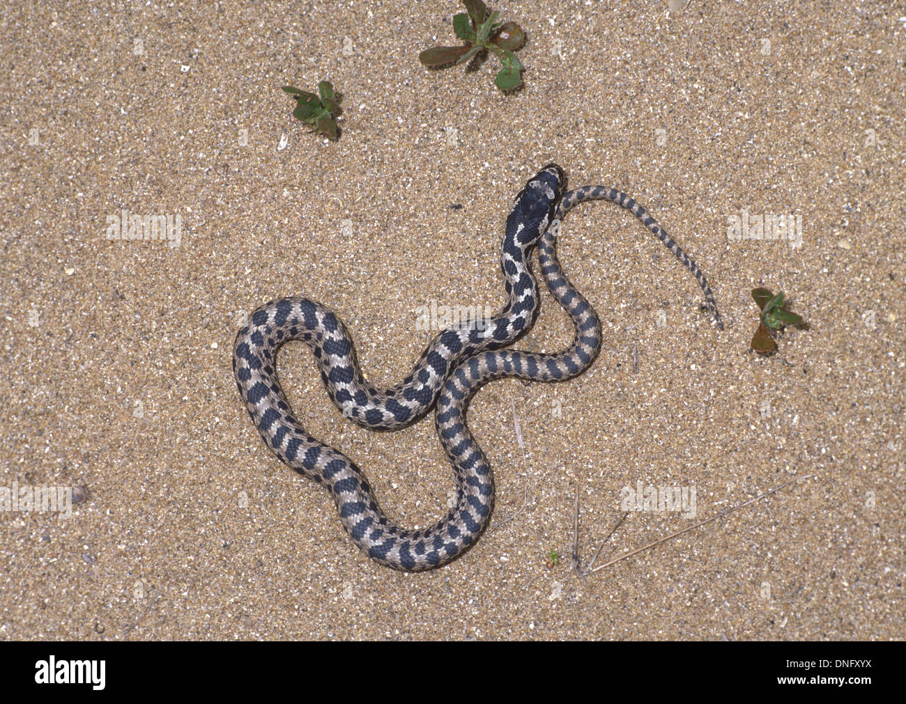 single  juvenile Four Lined Snake Elaphe quatuorlineata in sand dunes. Greece. Stock Photo