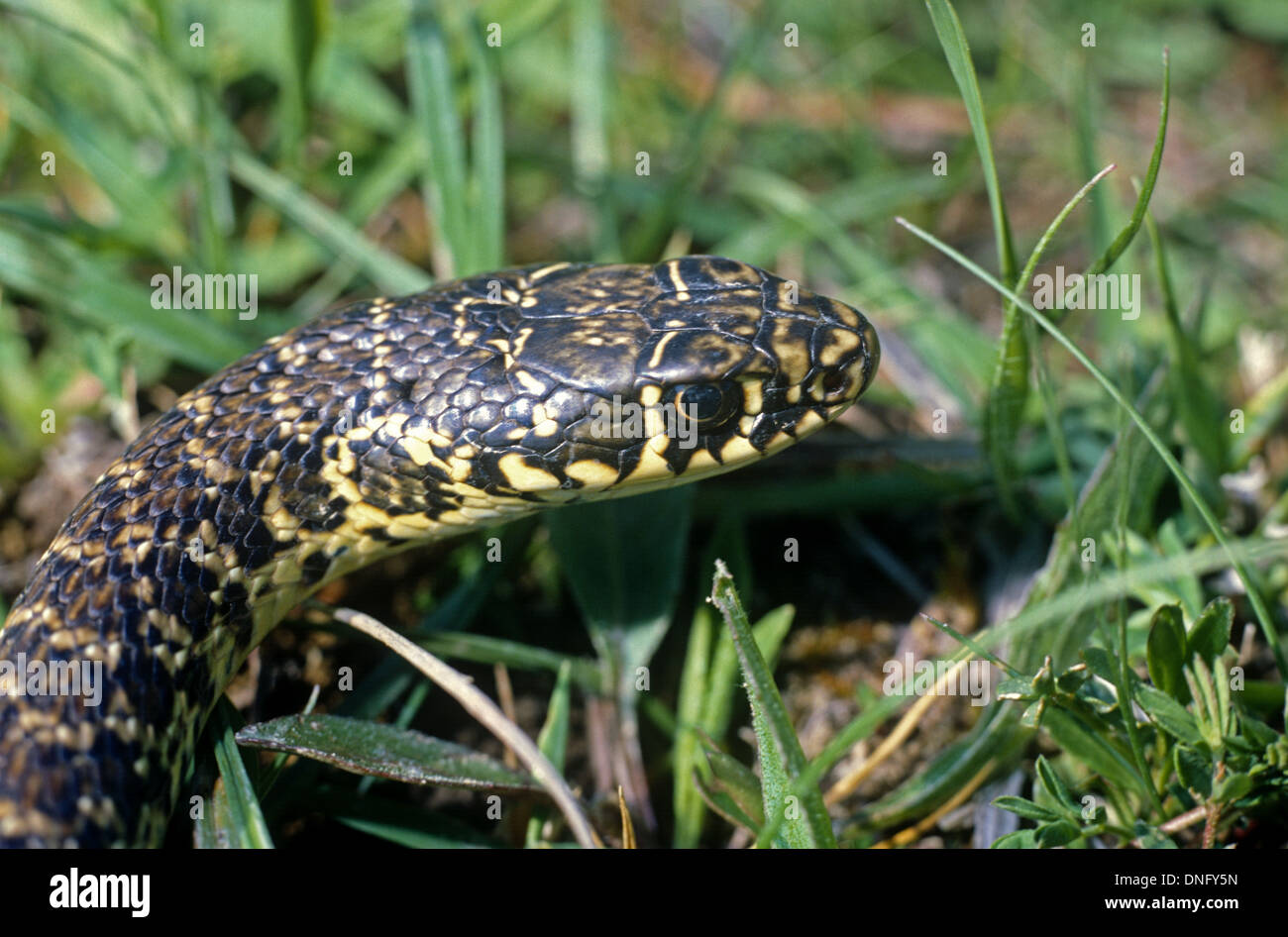 Western Whip Snake. Hierophis viridiflavus Italy Stock Photo Alamy