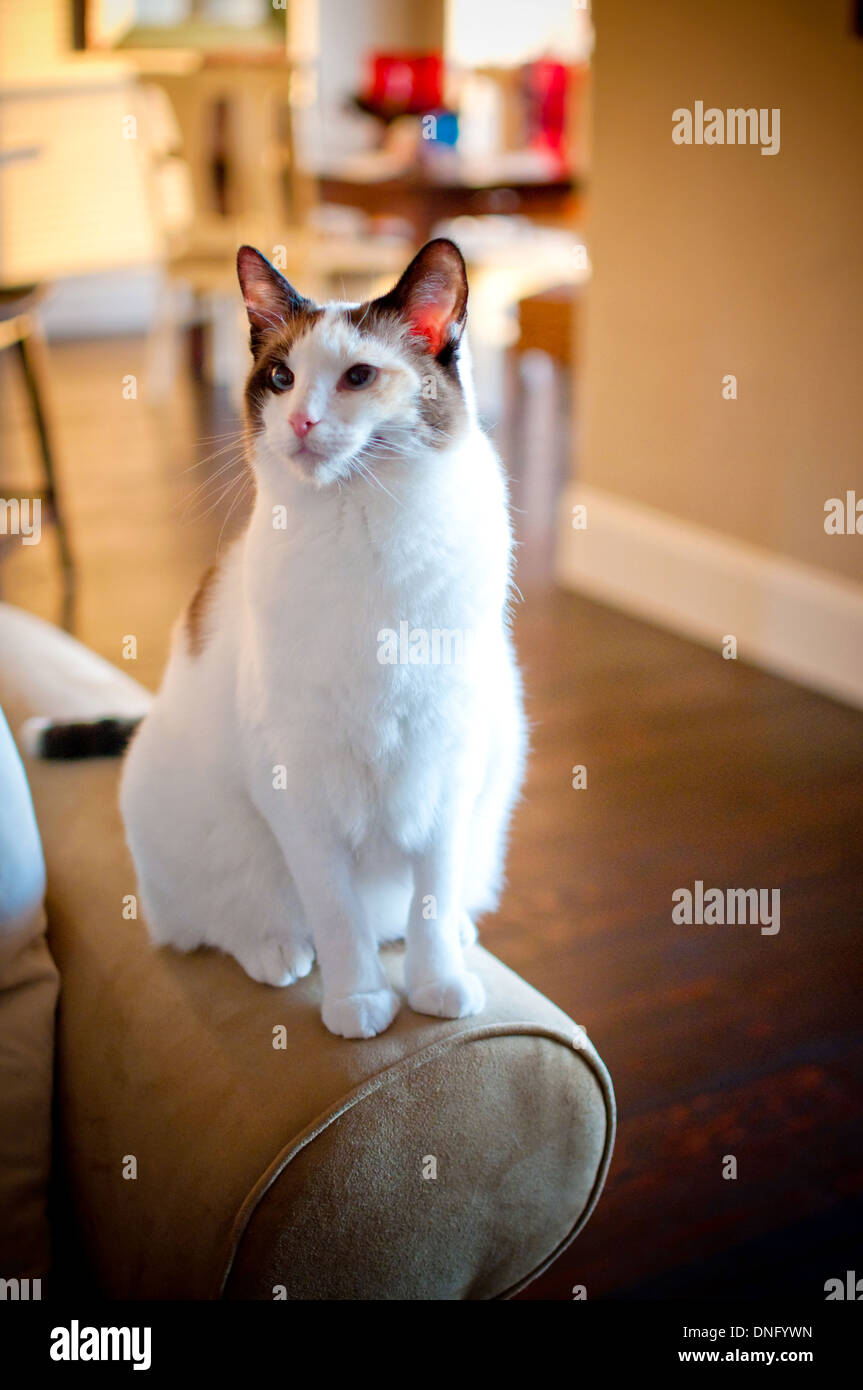 Lovely white cat with long fur sitting on arm of coach in the window light. Stock Photo