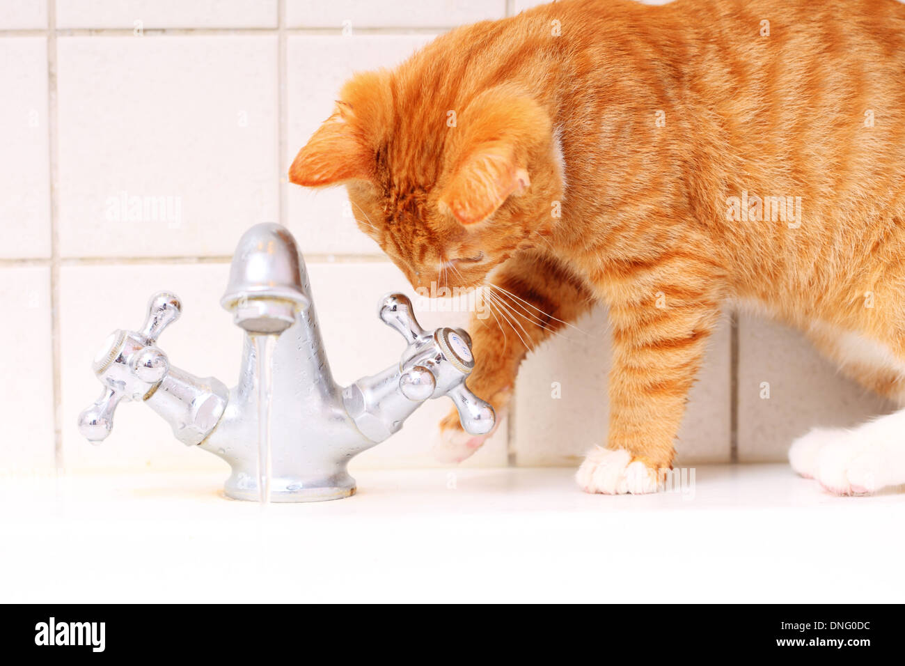 Animals at home red cute little cat pet kitten in bathroom sink
