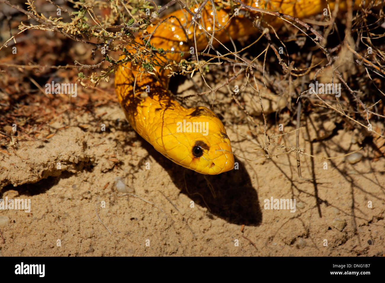 Portrait of a Cape cobra (Naja nivea), Kalahari desert, South Africa Stock Photo