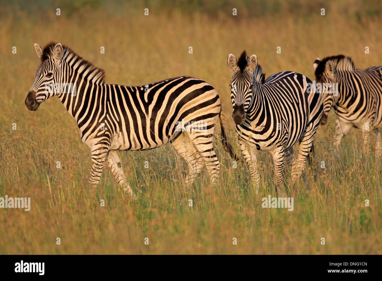 Plains (Burchells) Zebras (Equus quagga), South Africa Stock Photo