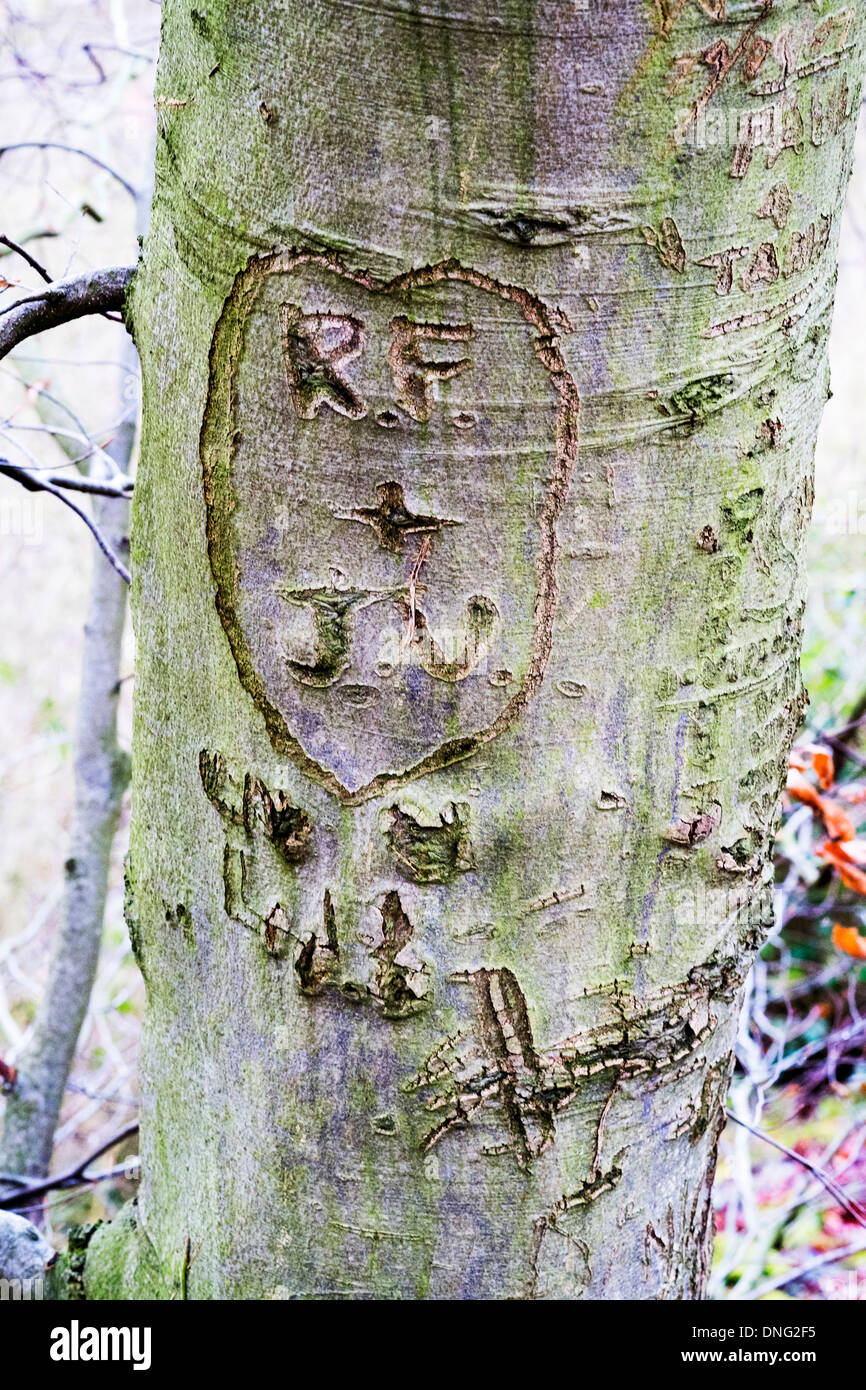 Initials carved in to into tree bark love declaration Hubbards Hills Louth Lincolnshire UK England Stock Photo