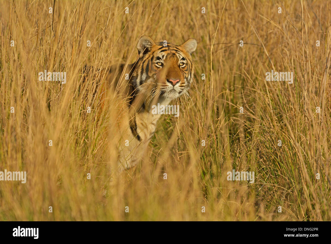 Camouflaged tiger waiting for prey in the grasses of Ranthambhore Stock Photo