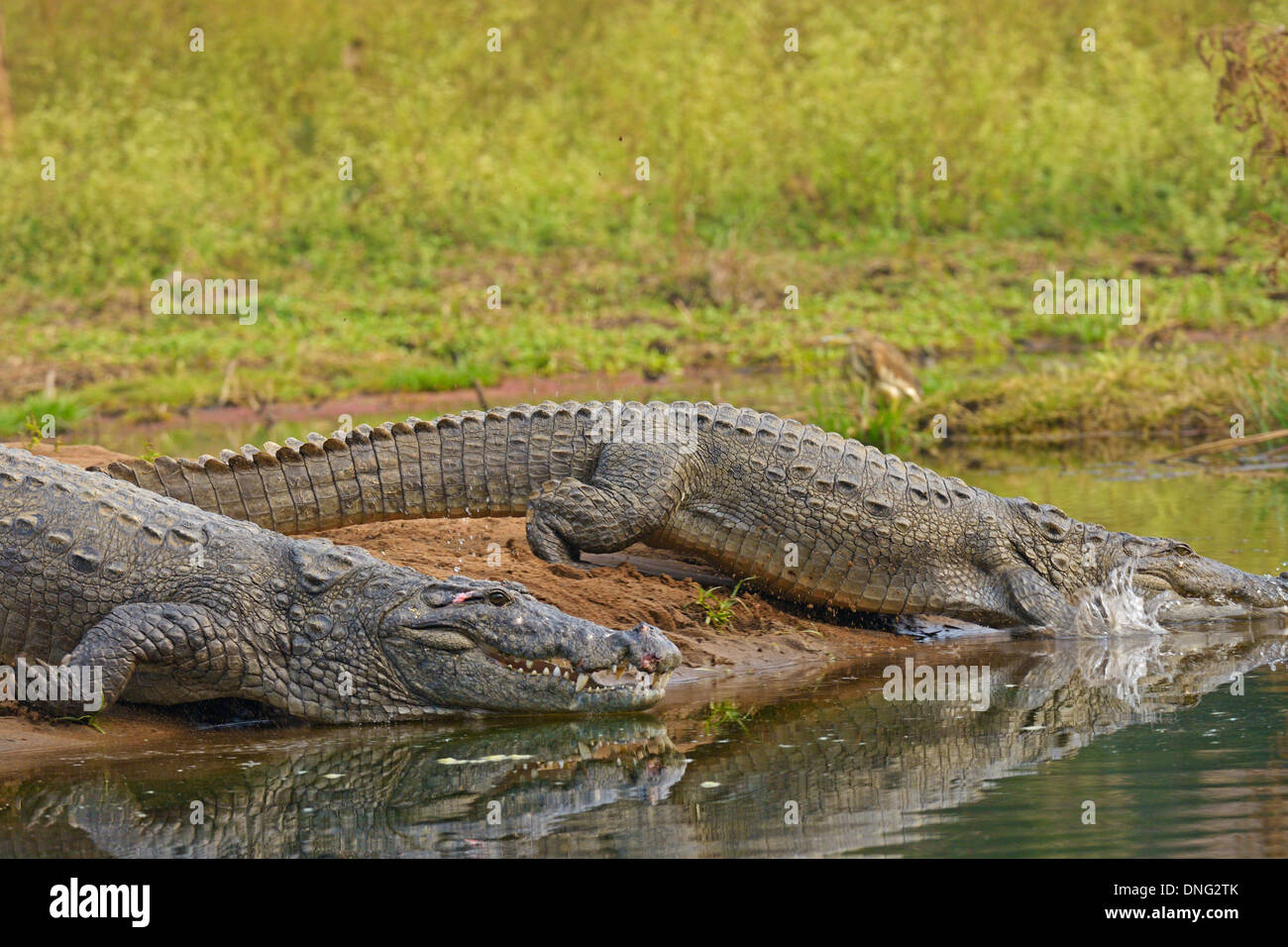Indian marsh crocodile or Mugger running into water in Ranthambhore Stock Photo