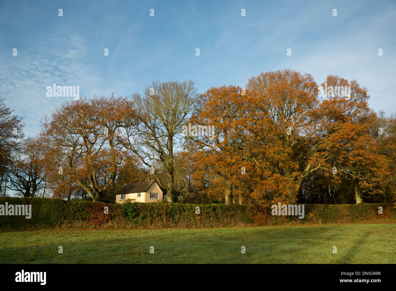 Late Autumn sunny day in rural England. A grass field with Oak trees and long hedge. House nestled amongst the trees. Blue sky. Stock Photo