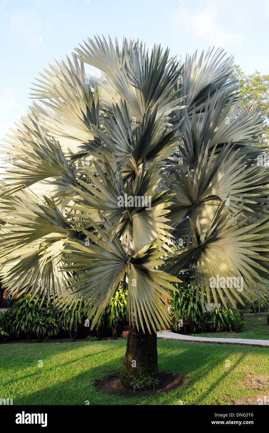 A palm tree wit fan shaped leaves. Tortuguero National Park. Tortuguero, Limon Province, Costa Rica. 16Nov13. Stock Photo