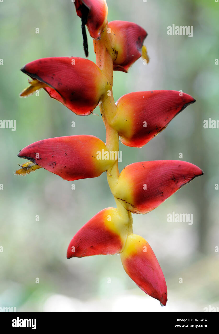 Red and yellow hanging flowers of Heliconia pendula,  lobster claw plant. Tortuguero, Tortuguero National Park, Costa Rica Stock Photo