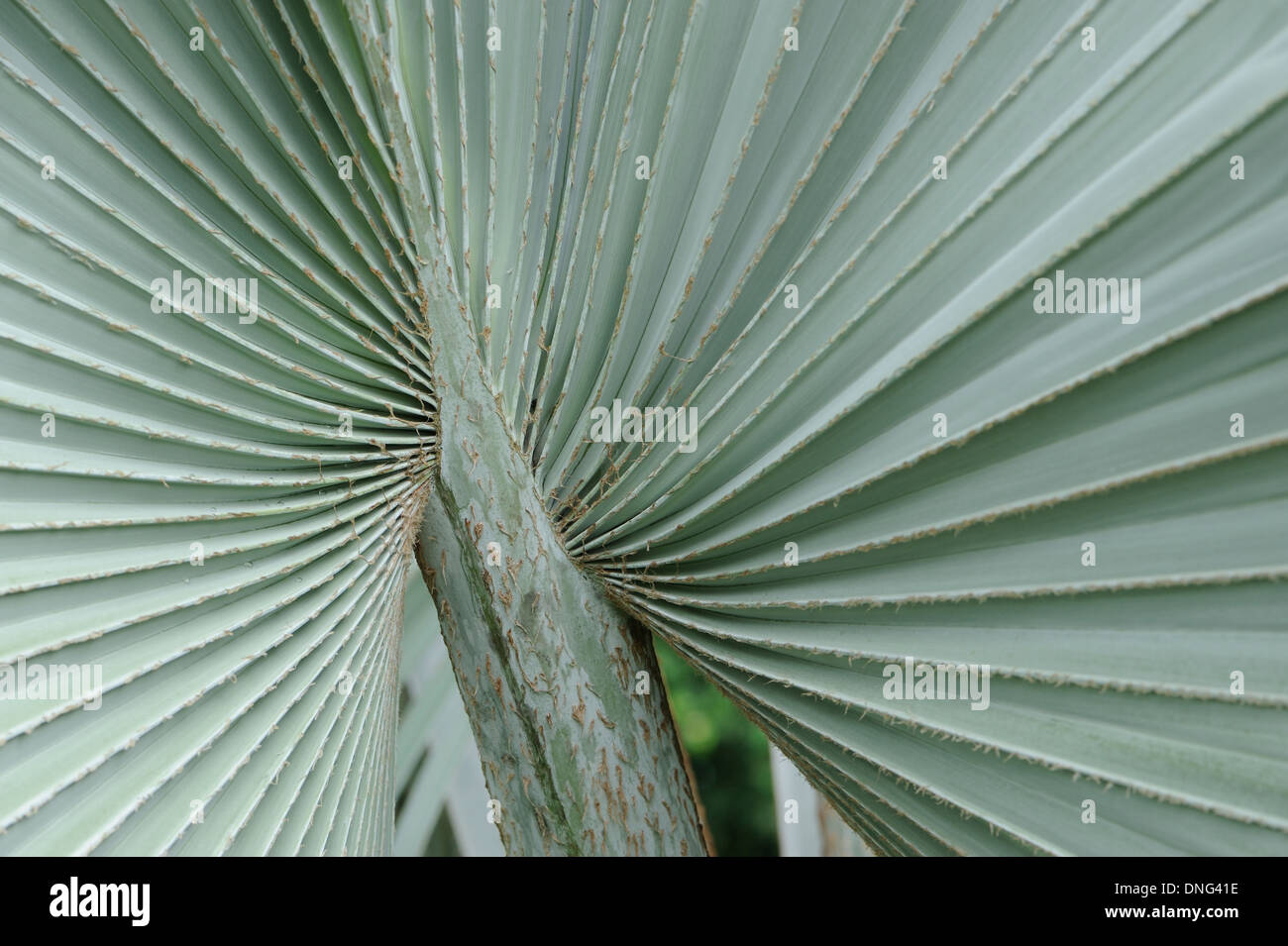 A fan shaped palm leaf. Tortuguero National Park. Tortuguero, Limon Province, Costa Rica. Stock Photo