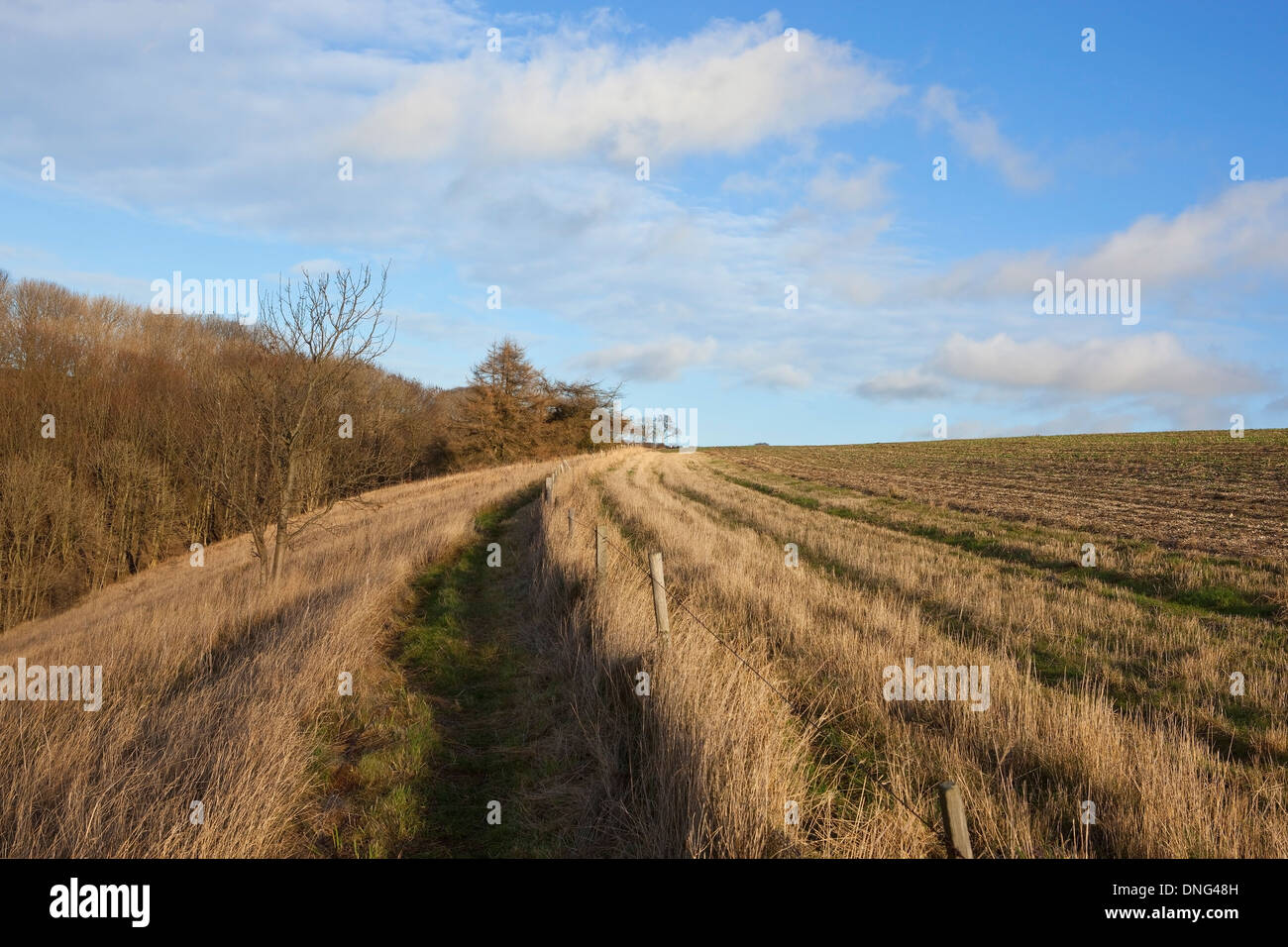 Larch trees in winter hi-res stock photography and images - Alamy