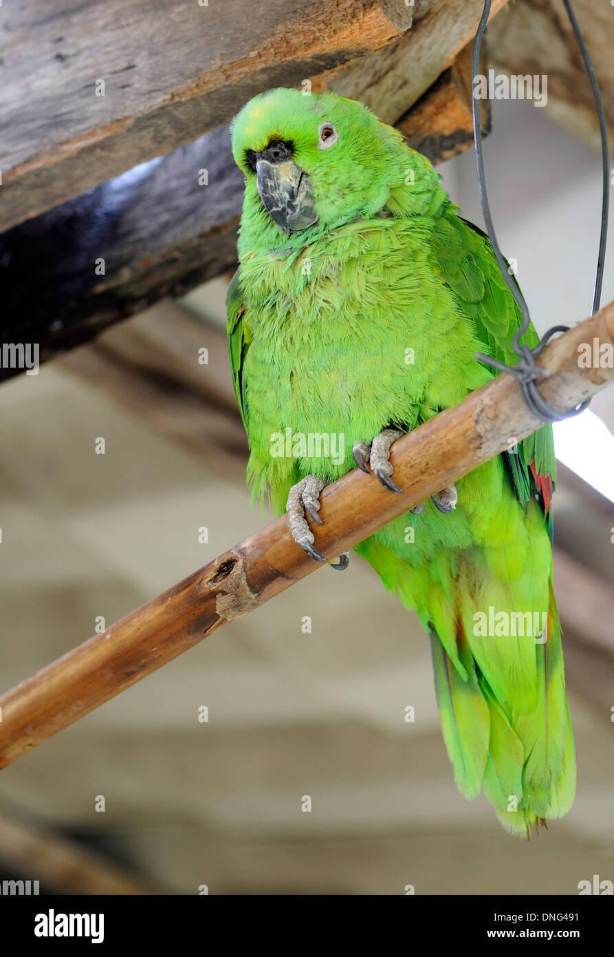 A tame Mealy Amazon Parrot (Amazona farinosa) kept as a pet sits on a perch in a roadside cafe.  Santa Elena, Costa Rica. Stock Photo