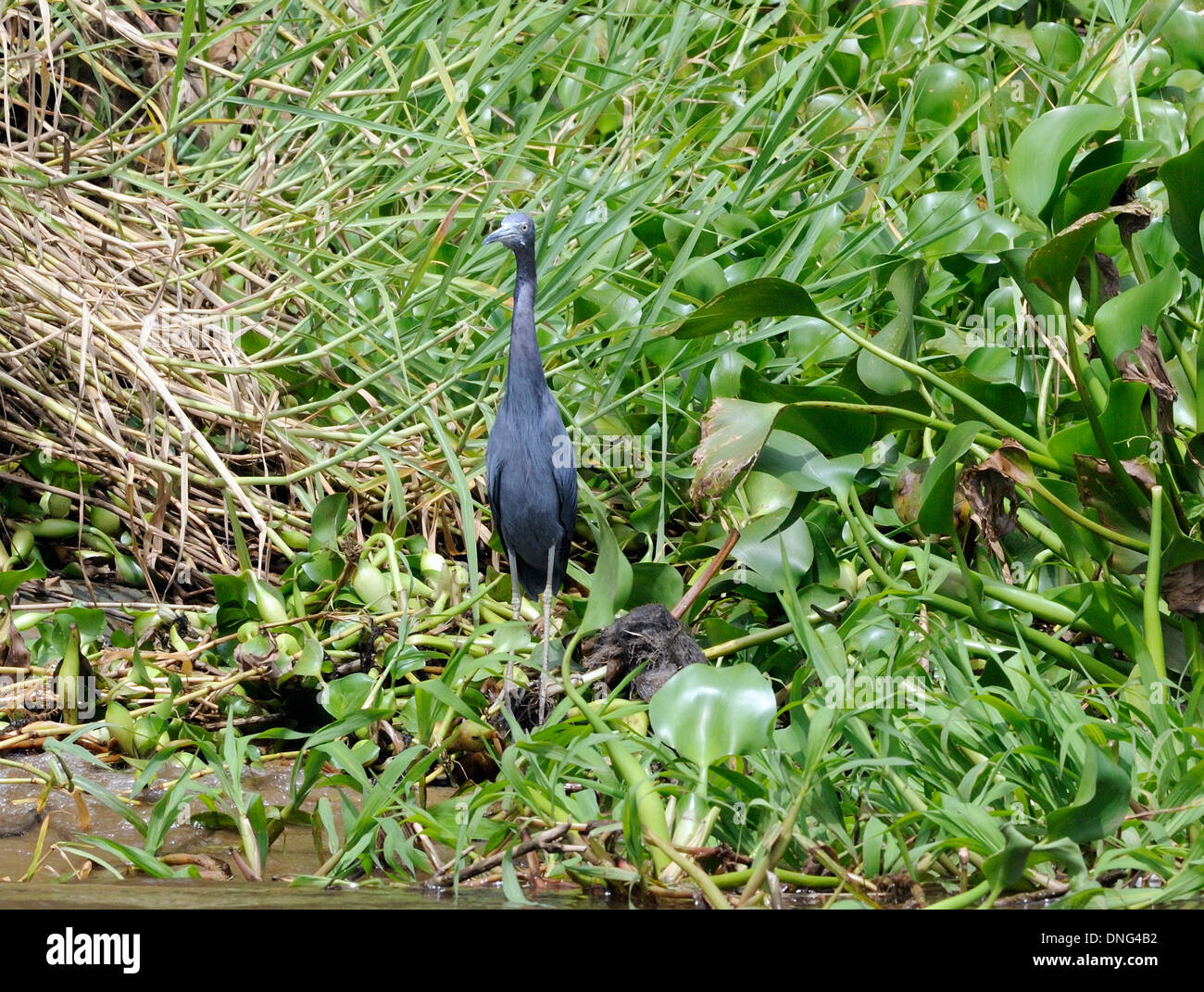 A little blue heron (Egretta caerulea) in riverside vegetation on the Rio Sierpe. Sierpe, Drake Bay, Corcovado National Park, Golfito, Costa Rica. Stock Photo