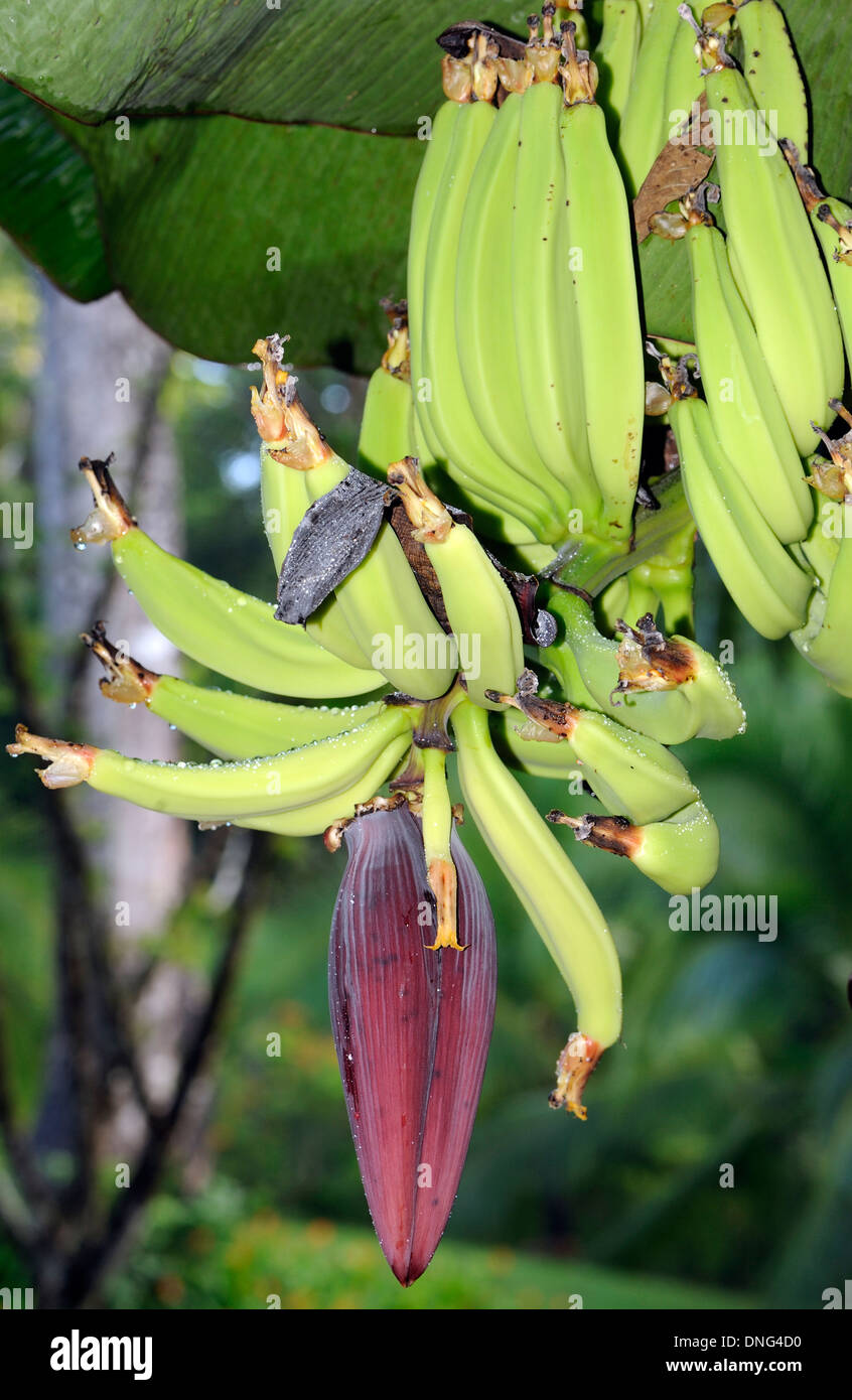 Banana flowers hires stock photography and images Alamy