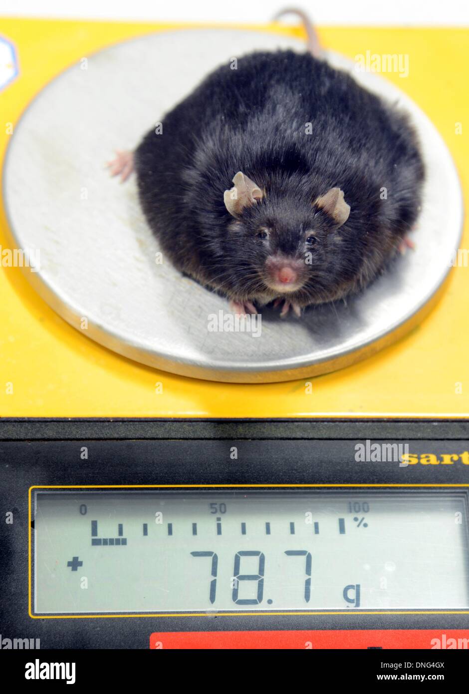 Dr. Nora Kloeting, Director of the junior research group 'Modelltiere der Adiposita' (lit: Model Animals of Obesity), examines the feed intake of a super mouse, who is double the size of his four brothers despite consuming the same amount of food, at the Integrated Research and Treatment Center (IFB) for Obesity Illnesses at the University Hospital in Leipzig, Germany, 19 November 2013. The world's largest fatty tissue bank, around 1,500 samples take from obese patients during operations are stored for scientific investigation. Photo: Waltraud Grubitzsch Stock Photo