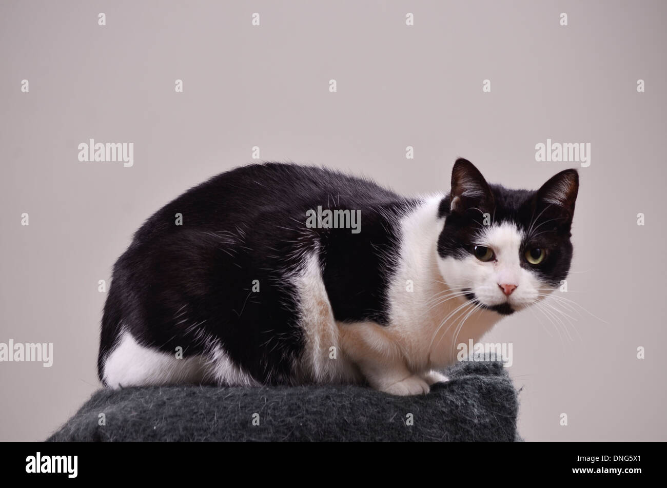 Black and white cat looking at camera. Gray background Stock Photo - Alamy