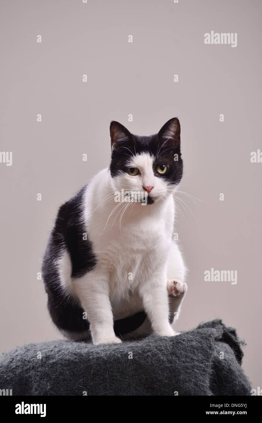 Black and white cat looking at camera. Gray background Stock Photo - Alamy