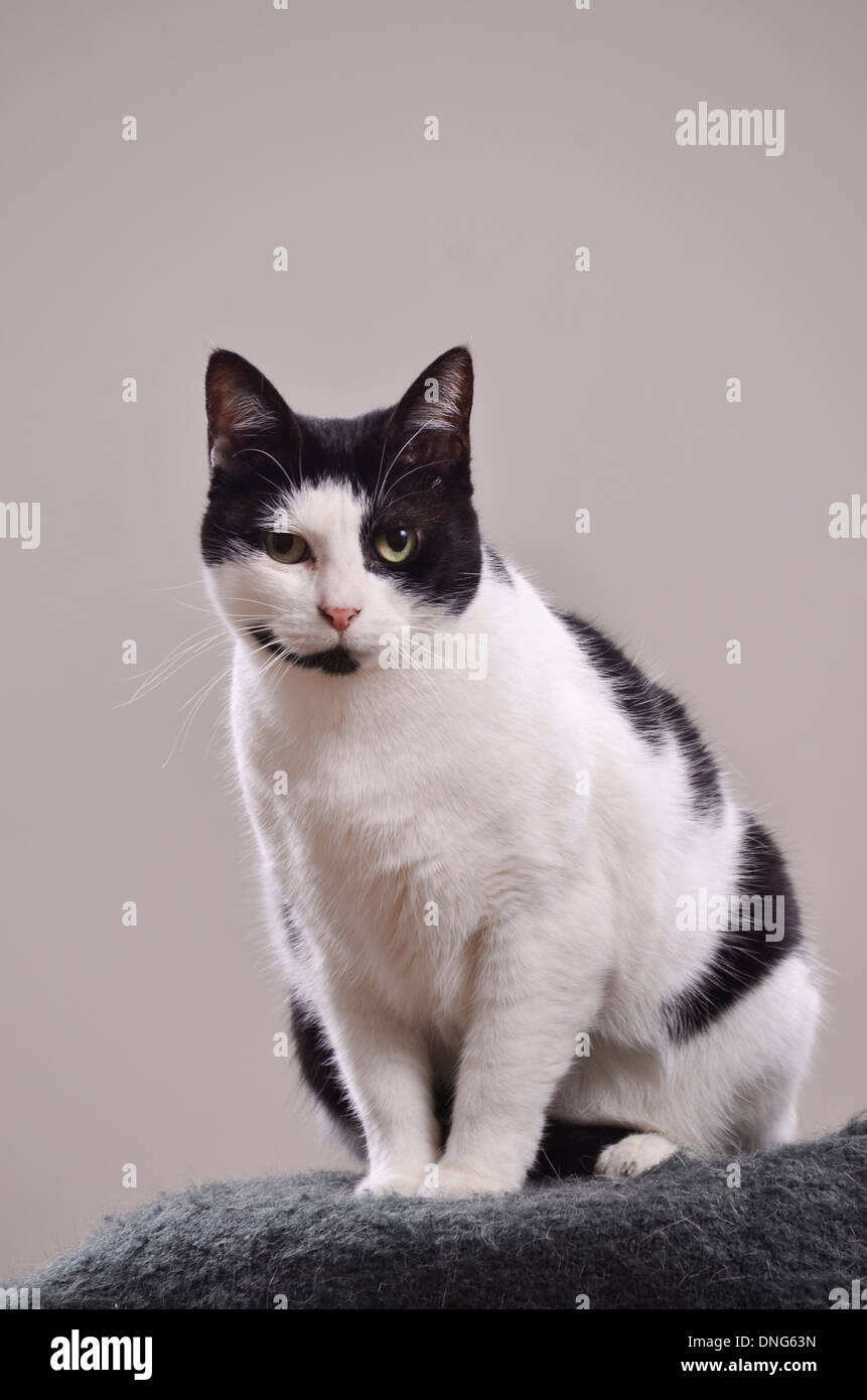 Black and white cat looking at camera. Gray background Stock Photo - Alamy