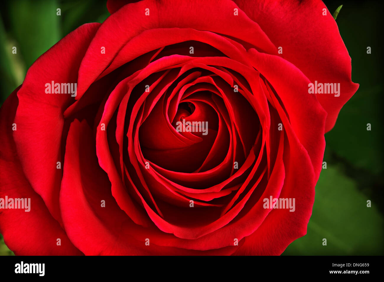 Red rose Stock Photo